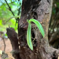 Trichotosia thwaitesii (Trimen) Ormerod & C.S.Kumar